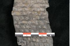 Foto (Detailansicht) von Sigillaria ornata Brongniart (NHMW-GEO-2024-0188-11079)